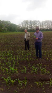Начальник отдела геоинформационных технологий Олейников А.Ю. проводит визуальный осмотр посевов кукурузы