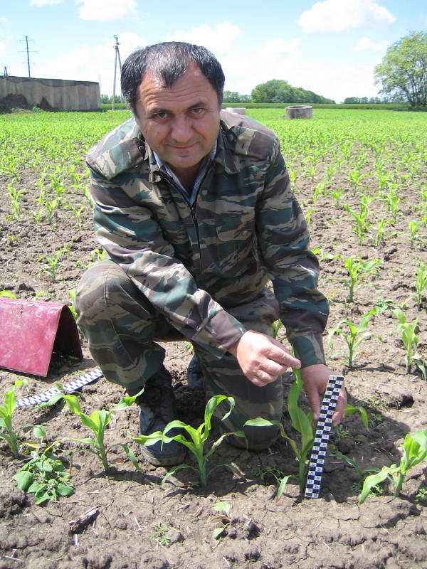 Главный агрохимик отдела применения удобрений и опытов Давыдов В.Е. замеряет высоту растений