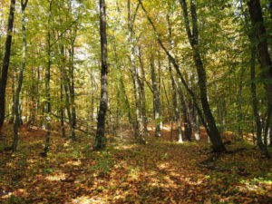 Осенний лес Адыгеи