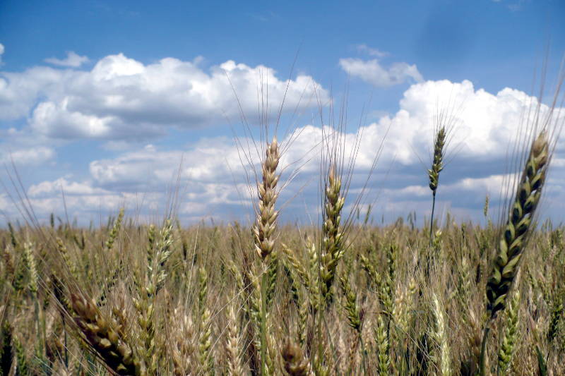 Созревающая пшеница. Шпаковский район