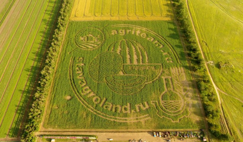 Кукурузный рисунок в КФХ "Пономарёво". Дата аэросъёмки 23 июня 2021г.