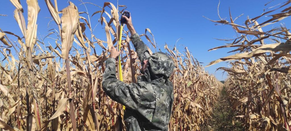 Замер высоты растений кукурузы на полях СПК «Дубовский» Шпаковского округа
